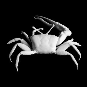 Fiddler crab