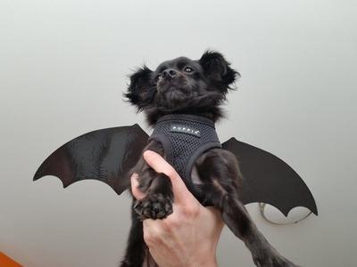 Puppy / Dog Bat Wings - Halloween Costume