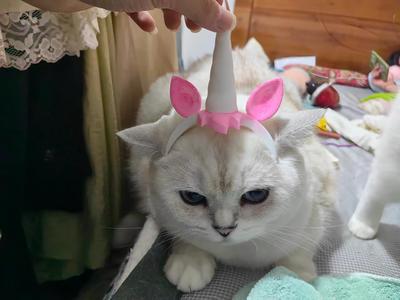 Unicorn headband headwear, large size for wife and children, small size for cats and dogs