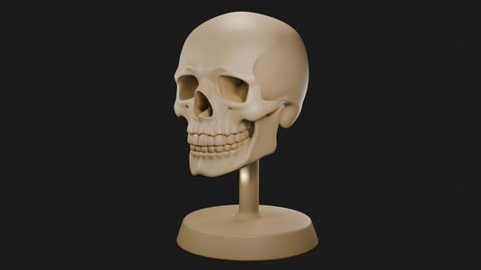 Human skull with jaw - 3D Educational Model