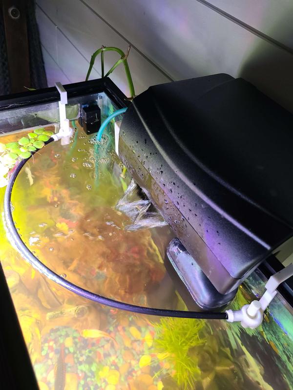 Simple Aquarium Corral / Plant saver!