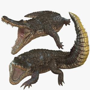 Download Crocodile Alligator Catfish Fish River water Rigged game ready 3D Model