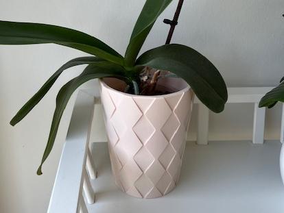 orchid pot