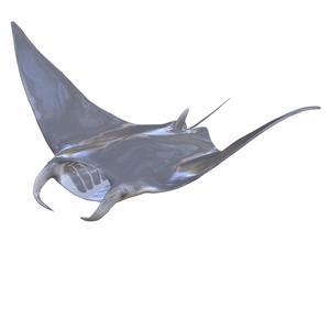 MANTA RAY GOLDFISH GOLD GOLD FISH GOLDEN ANATOMY CARP TUN WATER RIVER OCEAN SEA FISHING ANIMAL CARP SALMON SHARK POKEMON