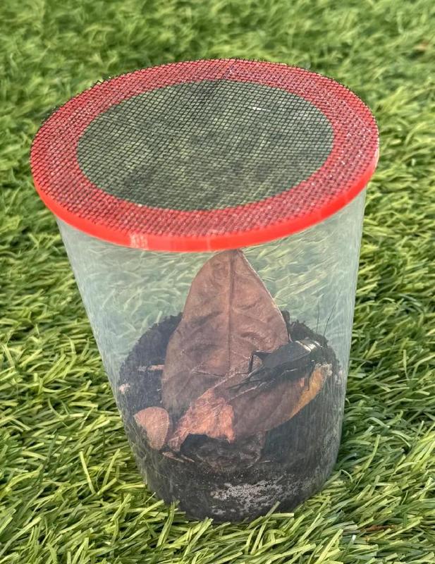 insect keeping - mesh lid for plastic cups   