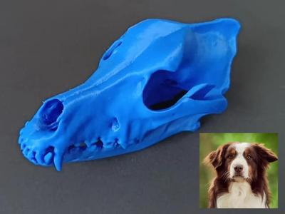 Dog skull (australian shepherd) from scan   