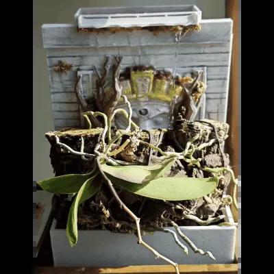 Orchidee waterfall pot   