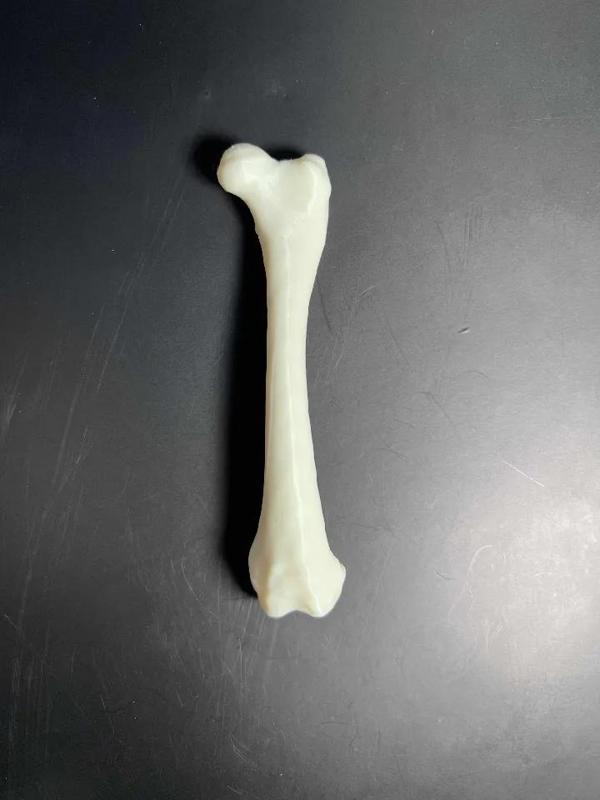 Raccoon Left Femur   