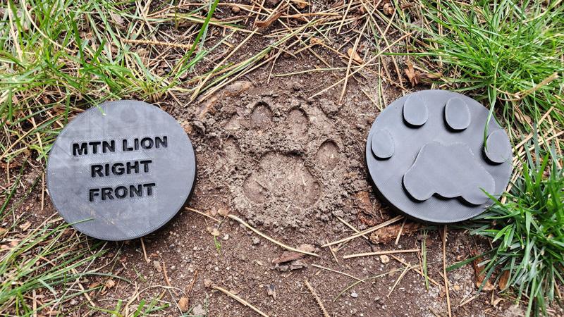 Mountain Lion tracks