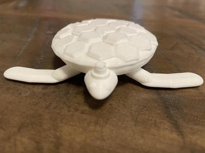 good looking sea turtle 