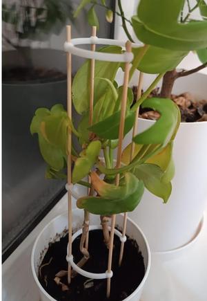 plant holder for bamboo skewer