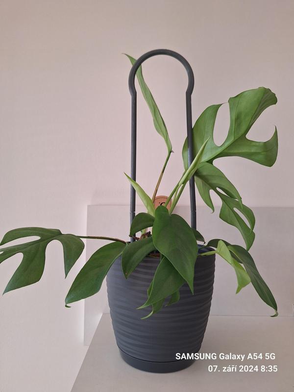 Tyč na podporu kytky / A rod to support the growth of the flower