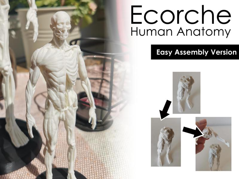 Ecorche (Easy Assembly) - Human Anatomy (12 cm tall)