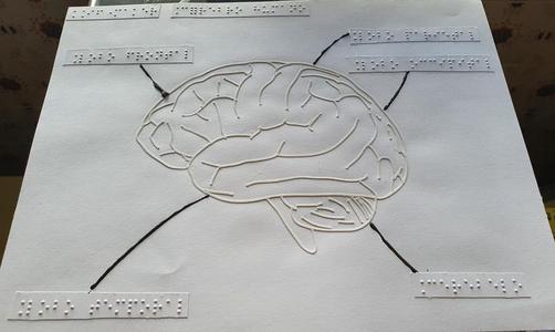Tactile image: brain (side)