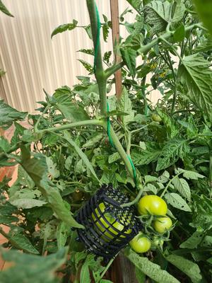 Fruit and Vegetable Protector Cage
