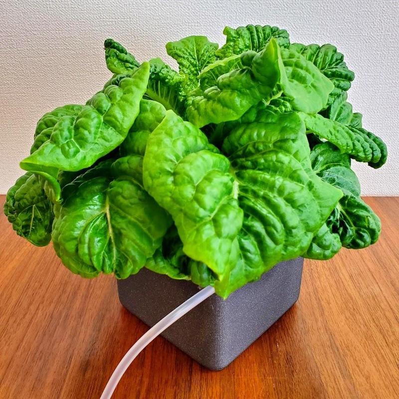 XL (Extra-large hydroponic planter with air pump port)