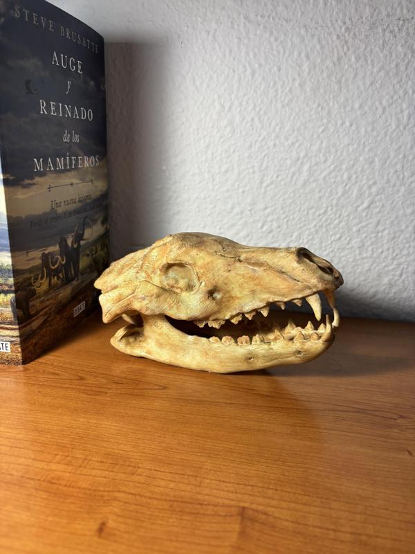 Thylacine (Tasmanian Tiger)