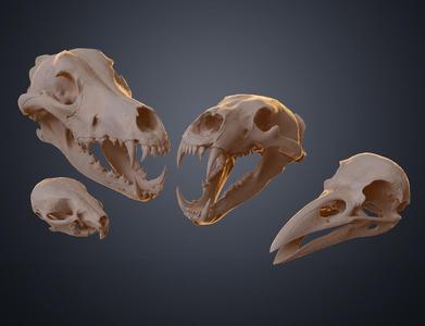 Realistic Animal Skull Collection