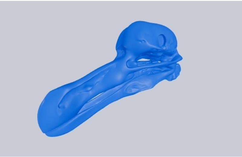 Dodo bird skull