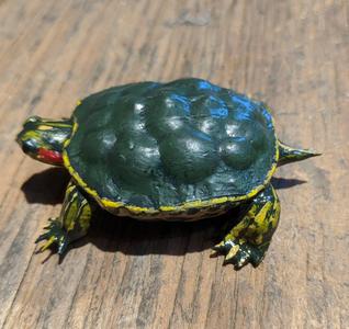 Lifelike Baby Turtle