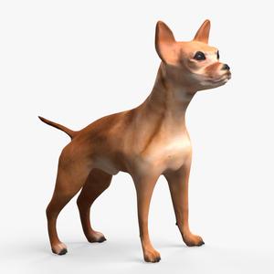 chihuahua