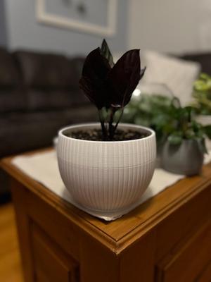 Geometric Indoor Planter