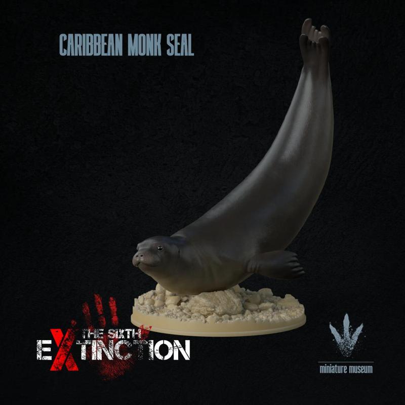 Caribbean monk seal : Swimming