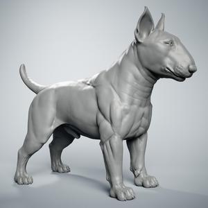 Bull Terrier
