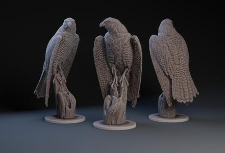 Peregrine Falcon