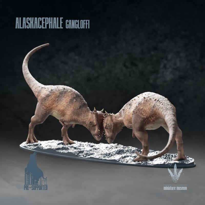 Alaskacephale gangloffi : Combat Display