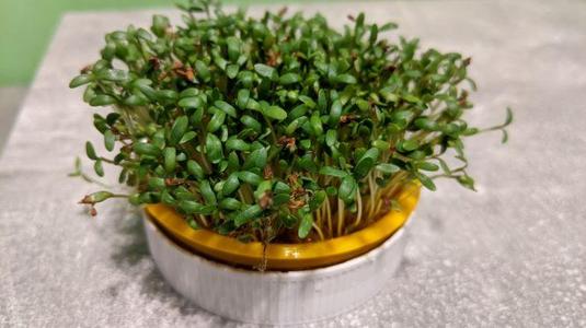 Cress sieve Nutella Cover,