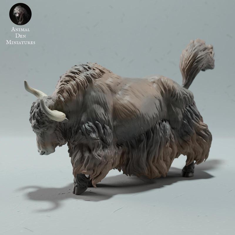 Himalayan Wild Yak Stance
