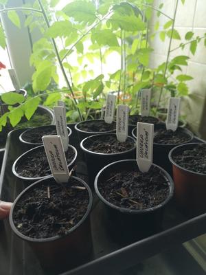Universal plant marker