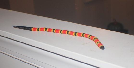 Multi Color Coral Snake