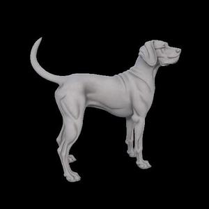 Proud Great Dane Standing Pose 3D Model – CA0048