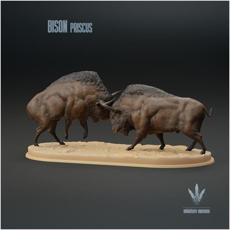 Bison priscus : Fighting
