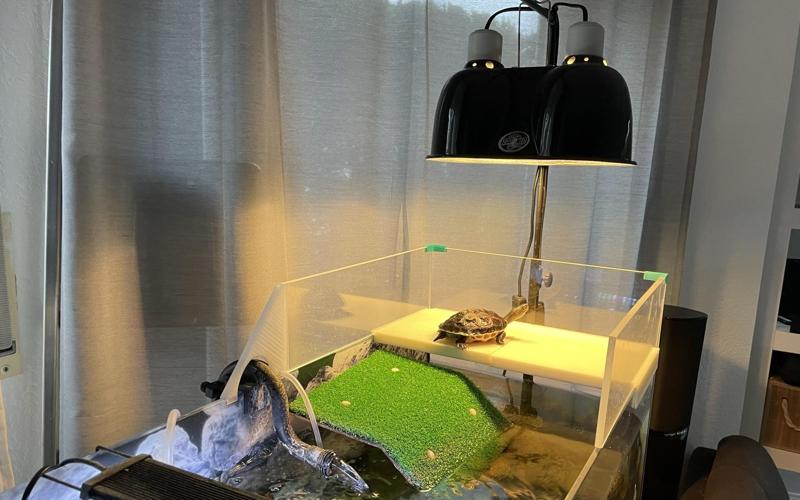 Turtle Basking Area for 80x35x40 Aquarium