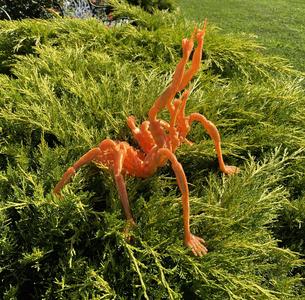 Angry Tarantula V2