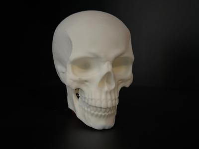 Human Skull - High detailed