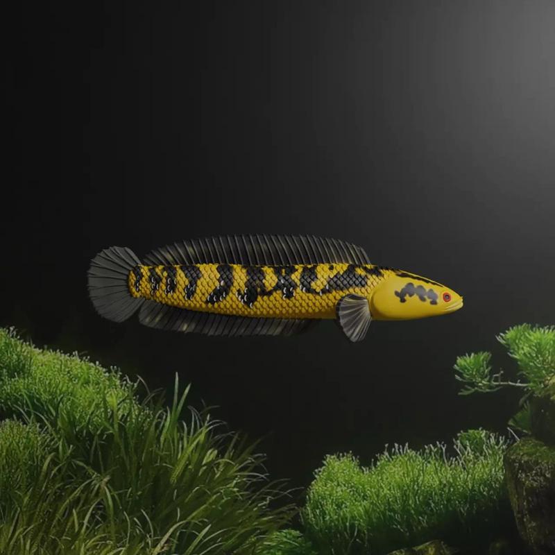 CHANNA BARCA FISH - SNAKE HEAD FISH