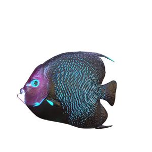 CORAL Fish GOLDFISH GOLD FISH GOLDEN 2 ANATOMY CARP WATER RIVER 1 OCEAN SEA FISHING ANIMAL CARP SALMON SHARK POKEMON
