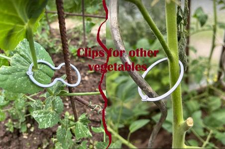 Klipy pro další rostlinu zeleniny ve skleníku