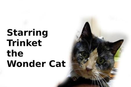 Cat Toy - a crazy ball