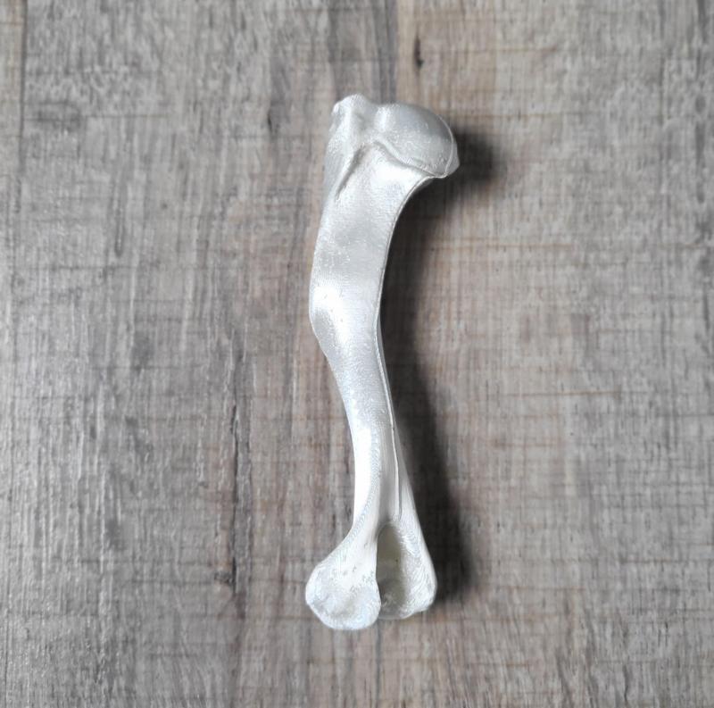 Humerus Bone (Dog)