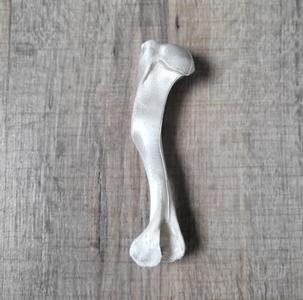 Humerus Bone (Dog)