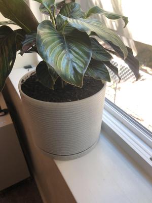 Ridge Planter Pot
