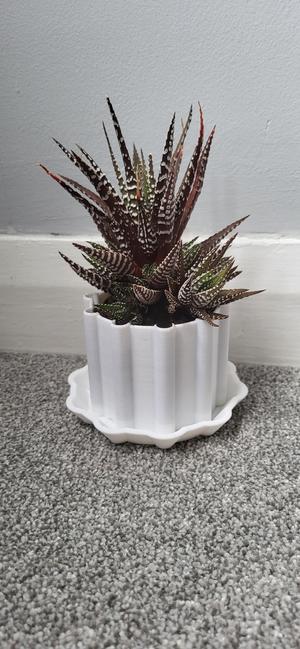 Small plant pot with tray