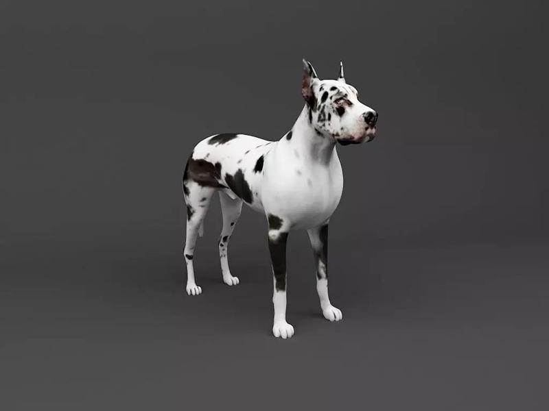 Great Dane 3D Print Ready Dog model