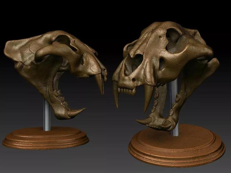 tiger skull and base