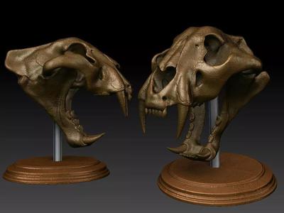 tiger skull and base